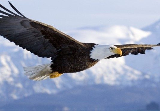 7 bài học từ đại bàng